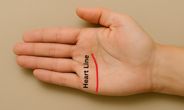 Close-up of an open palm with the heart line highlighted in red, demonstrating what your palm lines say about you.